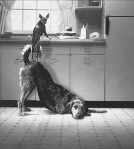 animal-teamwork-7