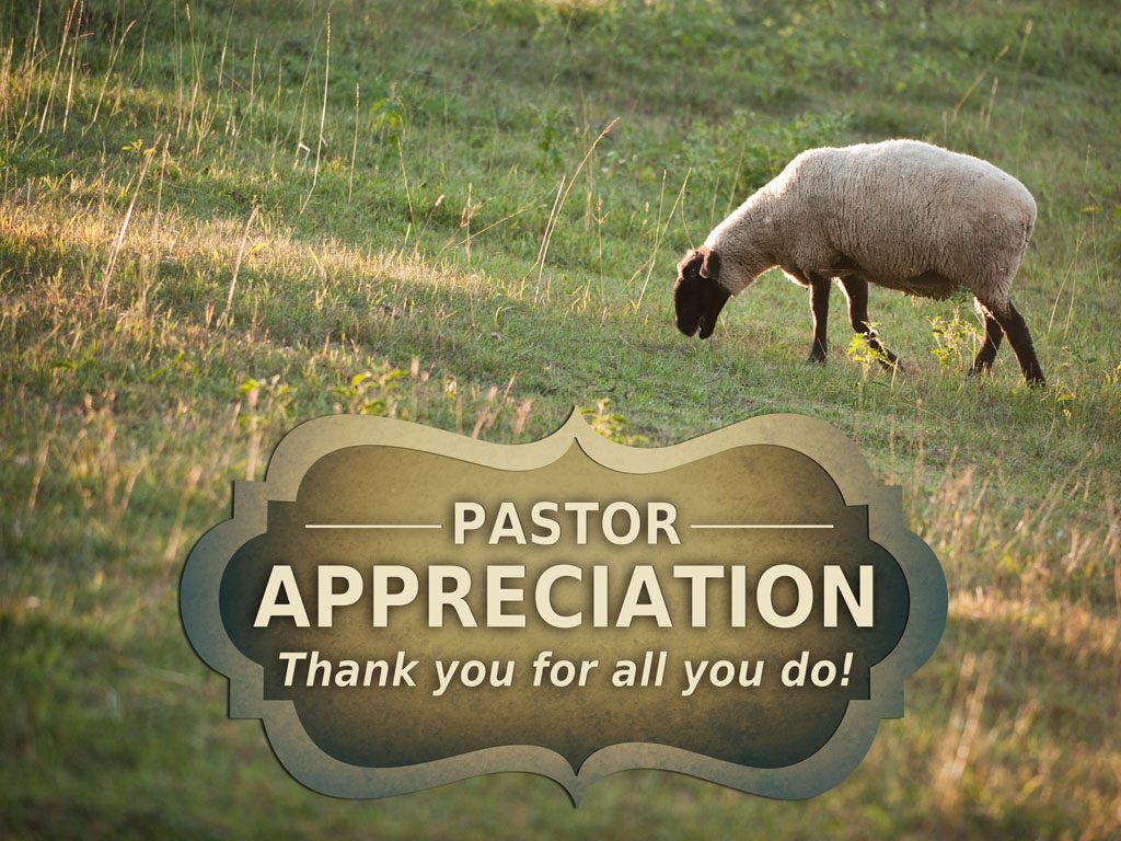 sheep_14581cp